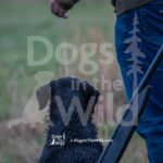 M18 3-28-26 3 – Woody