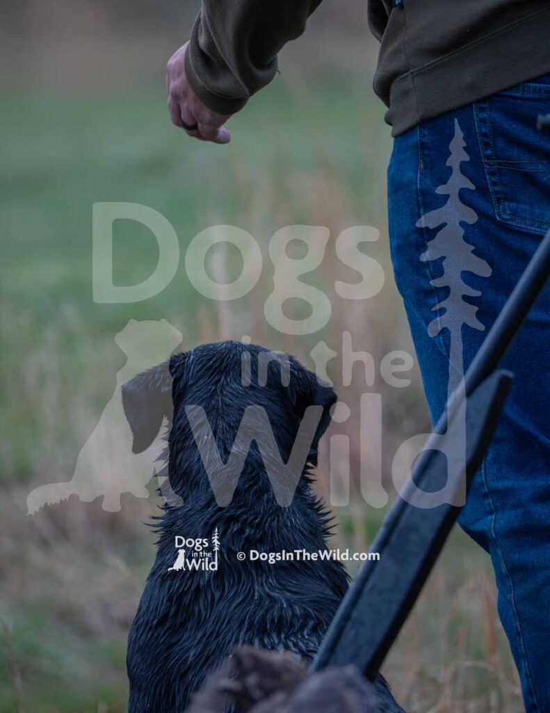 Shaners Howl at the Moon - M18 3-28-26 3 - Ozark Hunting Retriever Assoc