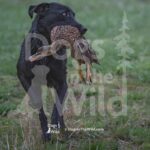M18 3-28-26 4 – Woody