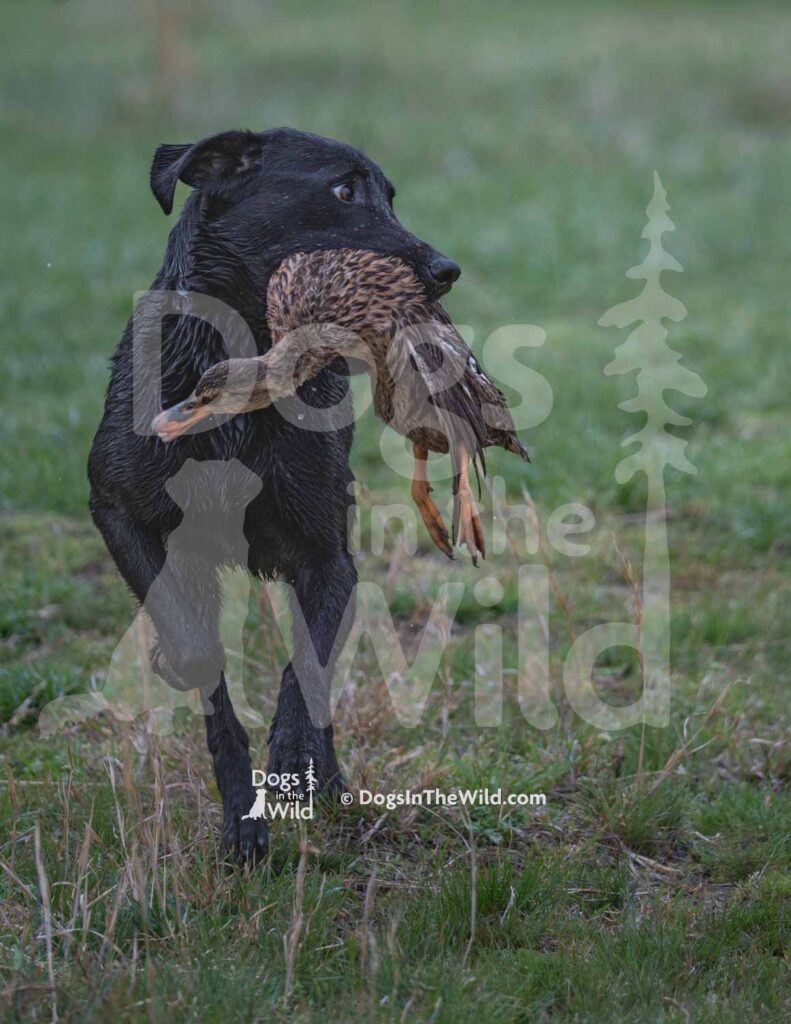 Shaners Howl at the Moon - M18 3-28-26 4 - Ozark Hunting Retriever Assoc