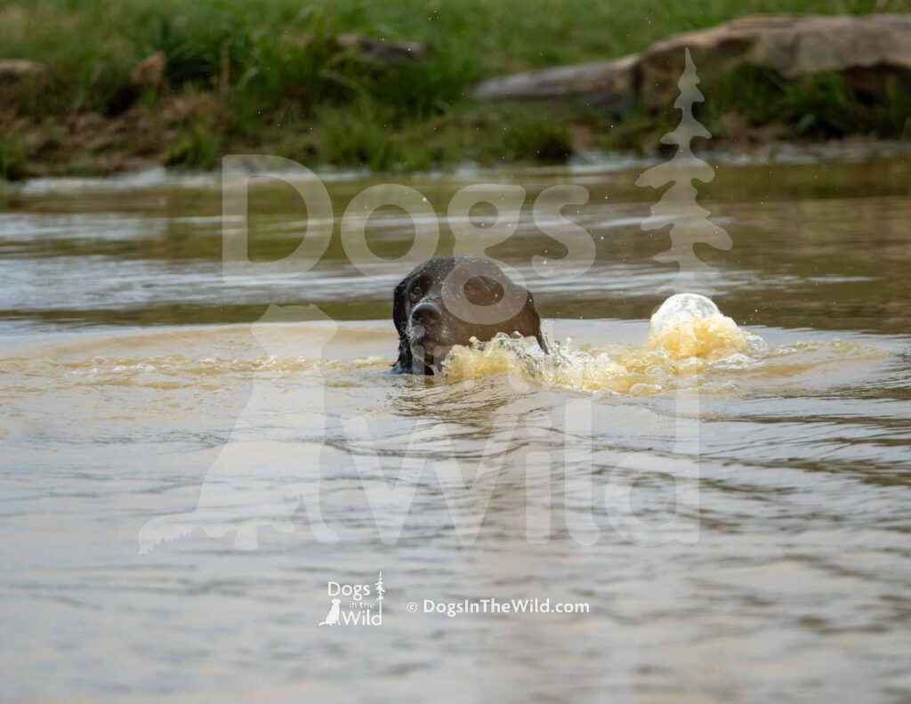 Shaners Howl at the Moon - M18 3-28-26 5 - Ozark Hunting Retriever Assoc