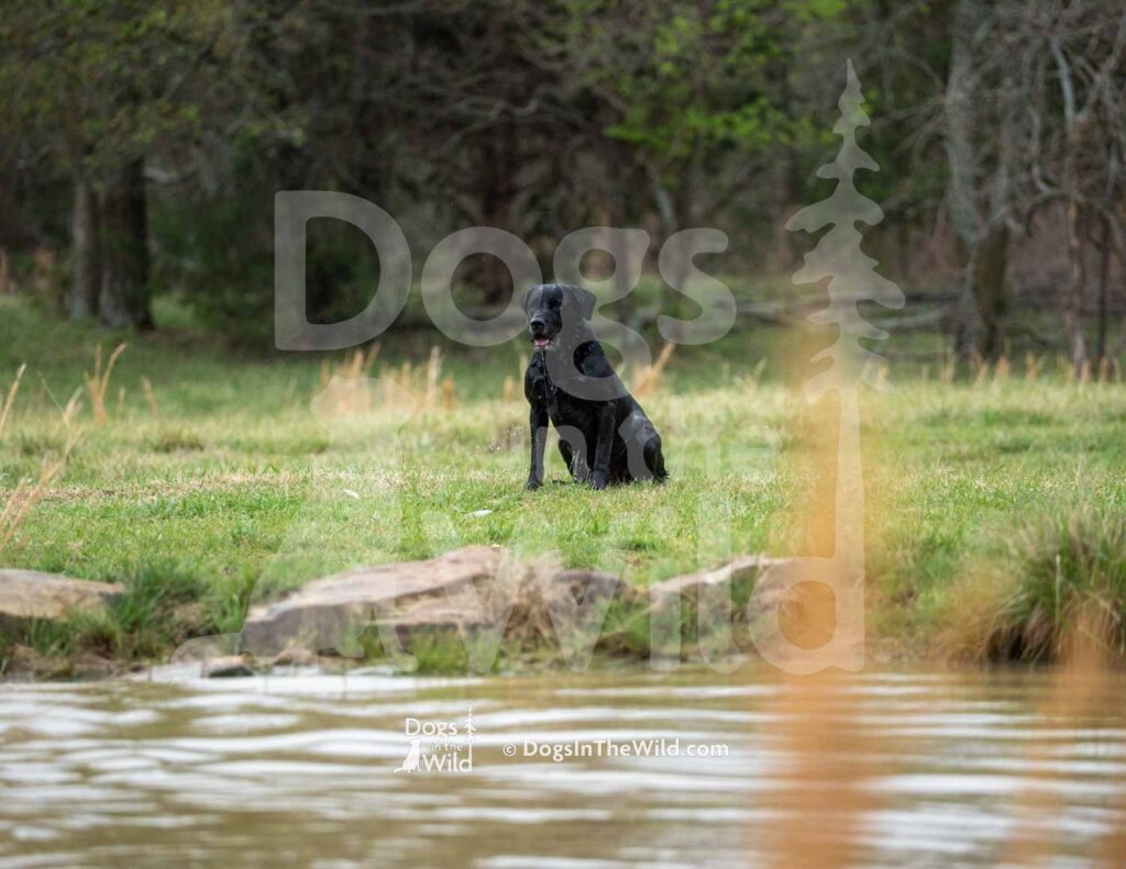 Shaners Howl at the Moon - M18 3-28-26 6 - Ozark Hunting Retriever Assoc
