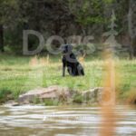 M18 3-28-26 6 – Woody