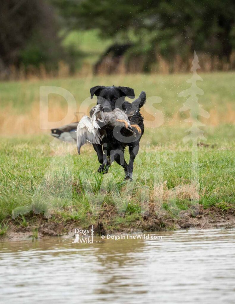 Shaners Howl at the Moon - M18 3-28-26 7 - Ozark Hunting Retriever Assoc