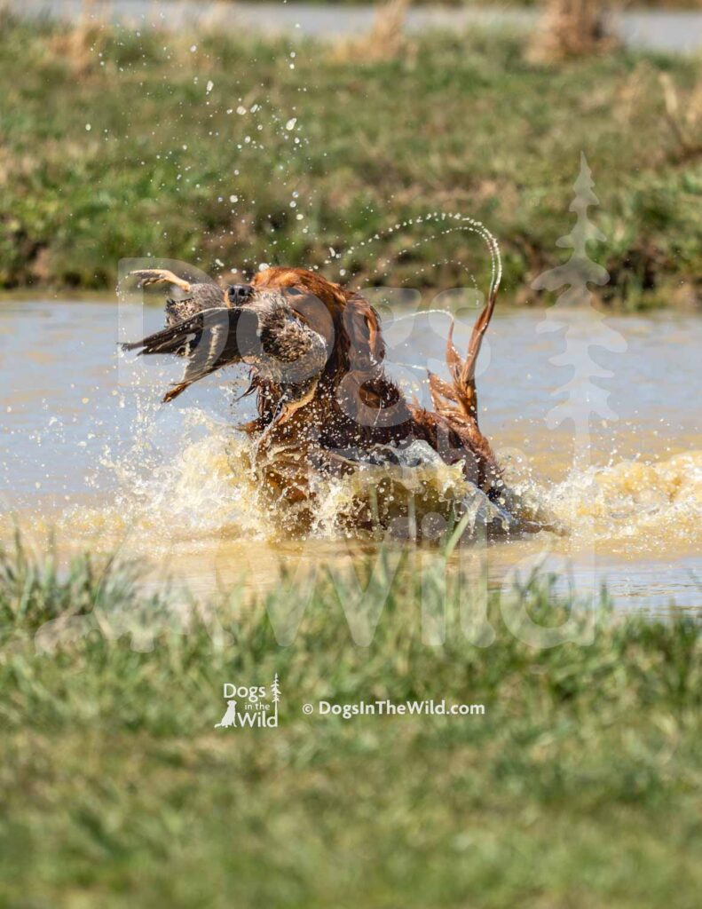 Bayou Prince of the South - M19-3-28-26 2 - Ozark Hunting Retriever Assoc