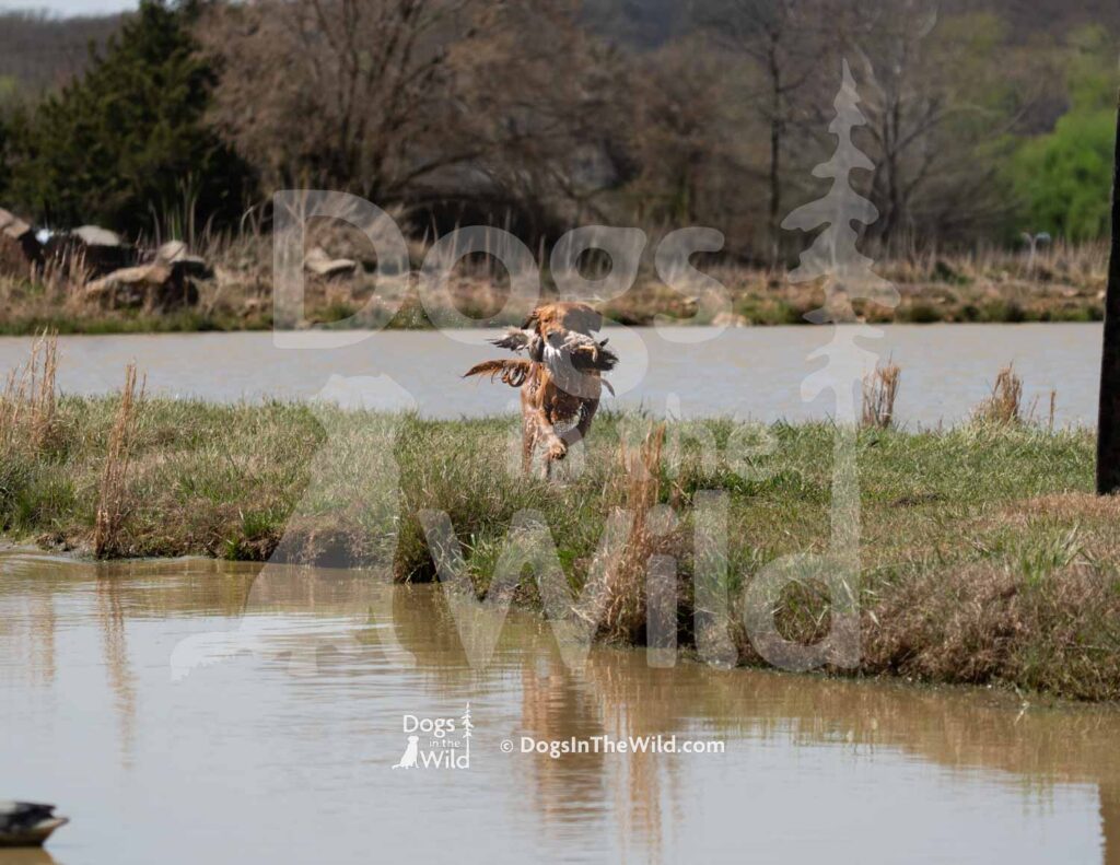Bayou Prince of the South - M19-3-28-26 3 - Ozark Hunting Retriever Assoc
