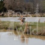 M19-3-28-26 3 – Griff