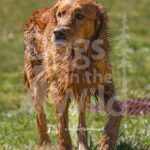 M19-3-28-26 5 – Griff