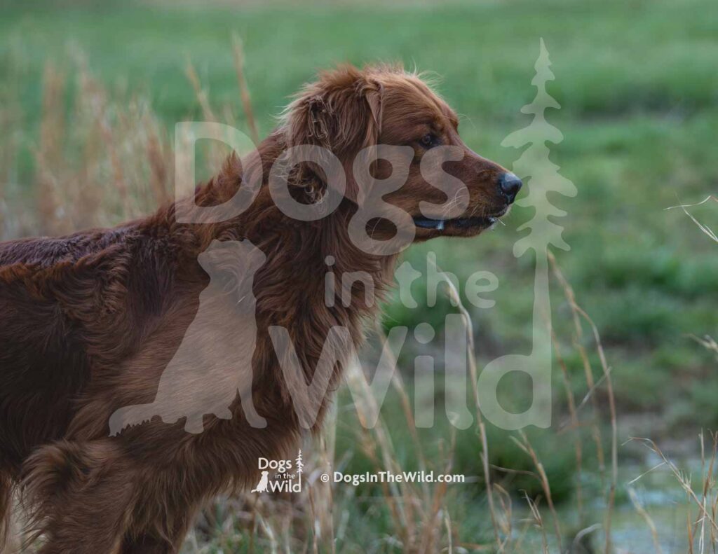 M19-3-28-26 7 – Griff