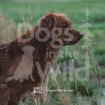 M19-3-28-26 7 – Griff