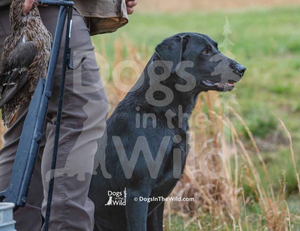 Docheno Bluewaters Flash - M20-3-28-26 2 - Ozark Hunting Retriever Assoc