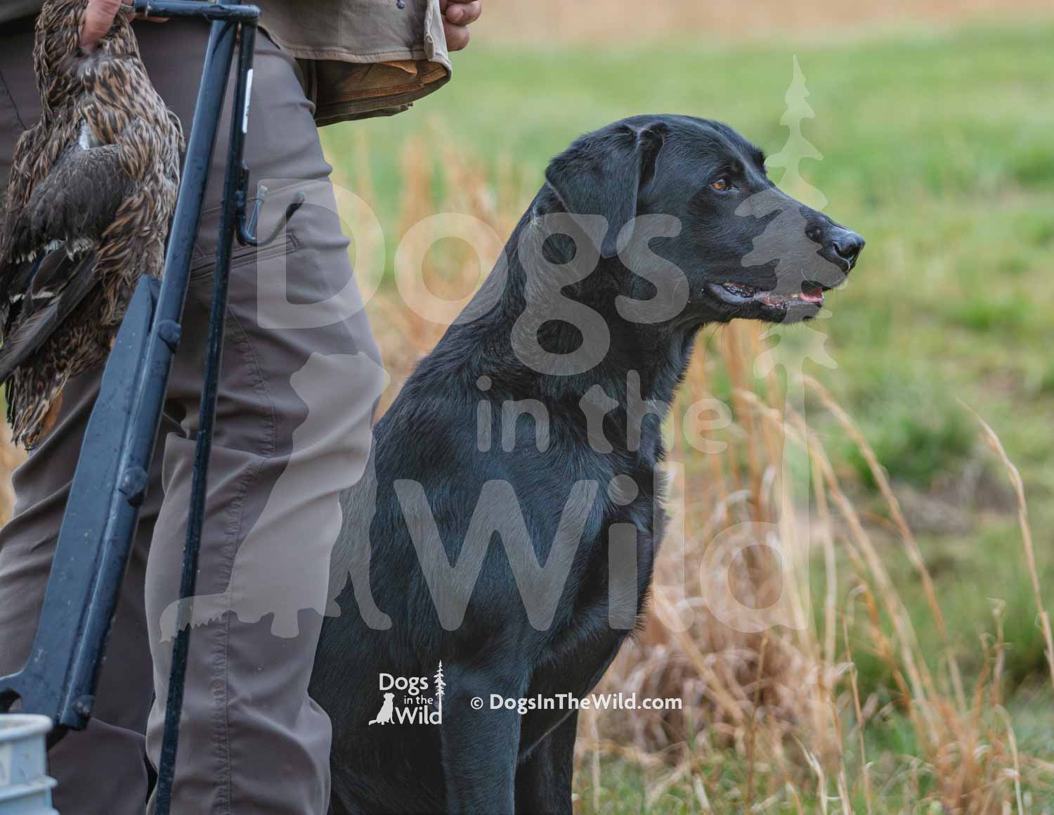 20 – HRCH Docheno Bluewaters Flash MH