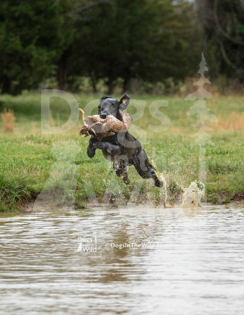 Clear Creek’s Prodigal Son - M23-3-28-26 6 - Ozark Hunting Retriever Assoc