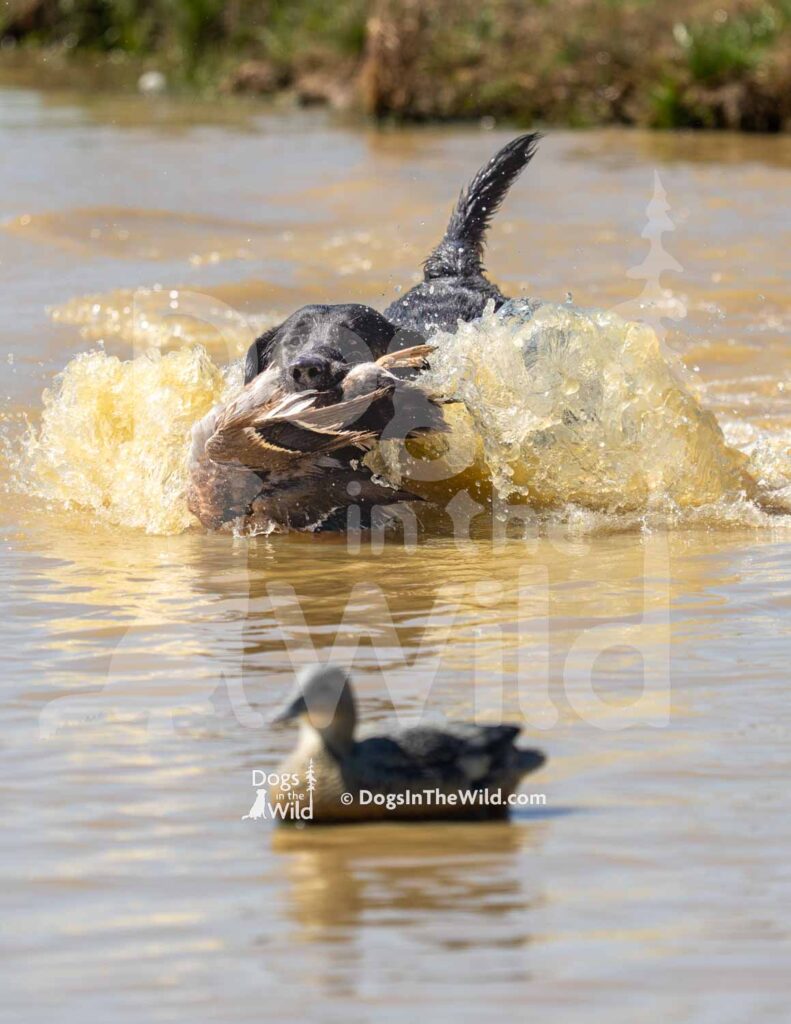 M24-3-28-26 1 – Rip