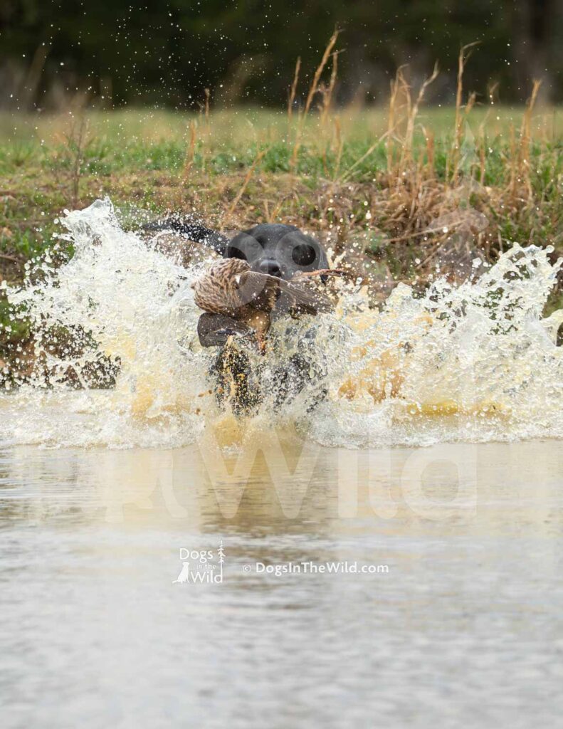 M24-3-28-26 6 – Rip