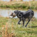 M25-3-28-26 3 – Dude