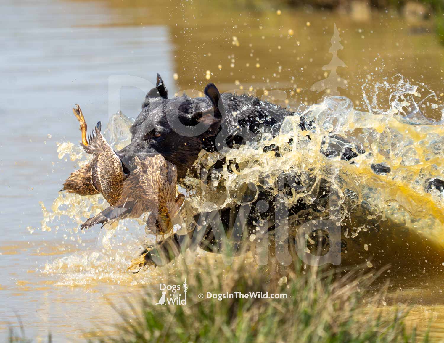 25 – HRCH Cache River Dude