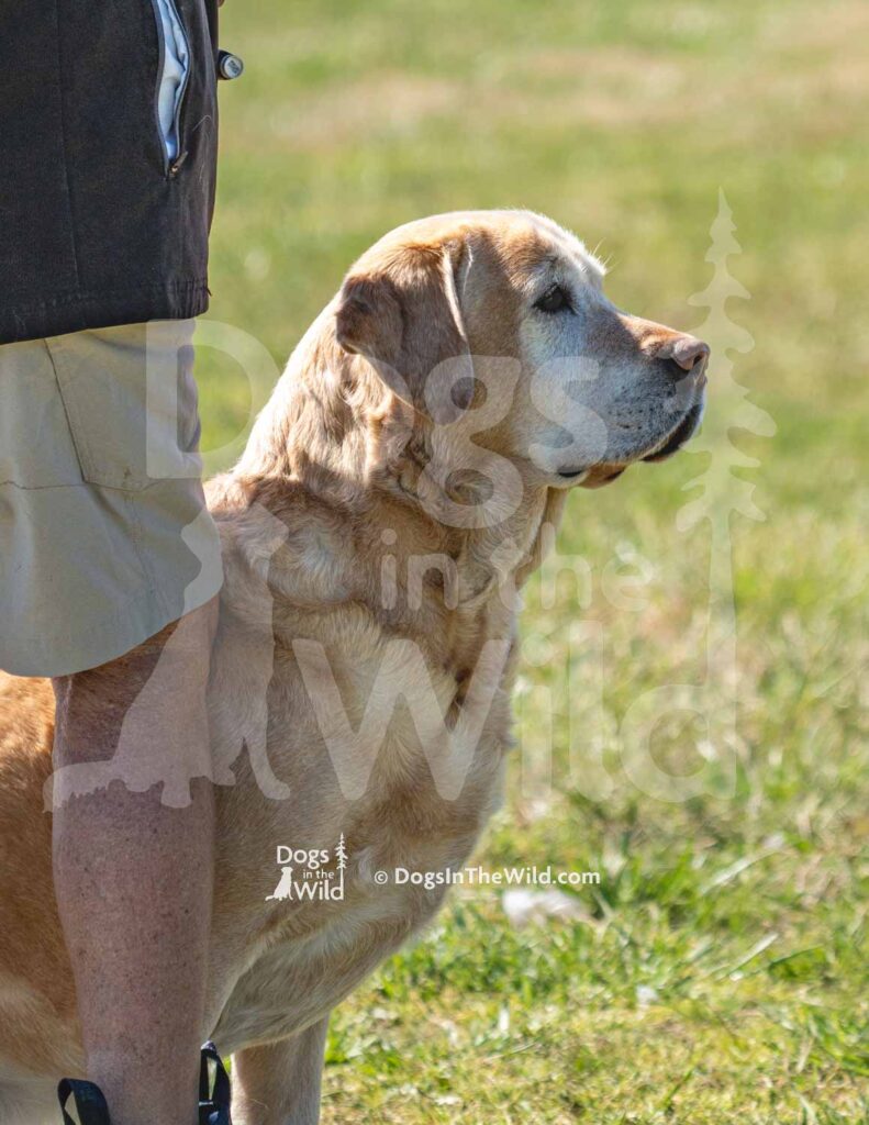 4X4 Labs Double Barreled Shot Husarska Sfora - M27-3-28-26 1 - Ozark Hunting Retriever Assoc