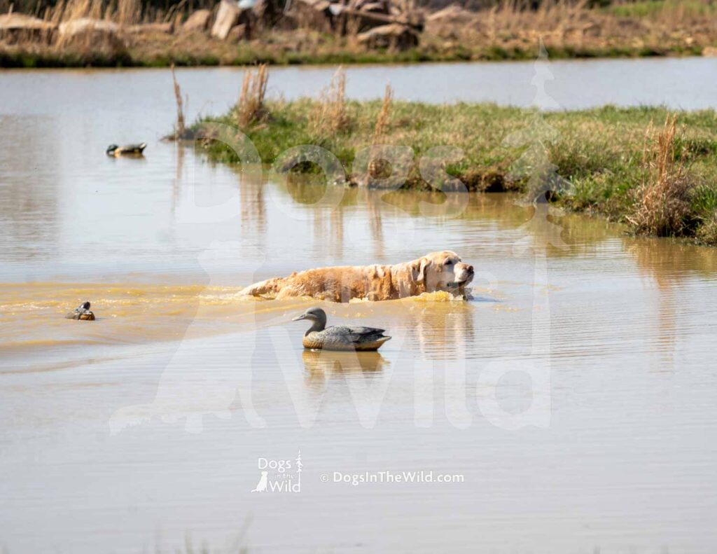 4X4 Labs Double Barreled Shot Husarska Sfora - M27-3-28-26 2 - Ozark Hunting Retriever Assoc