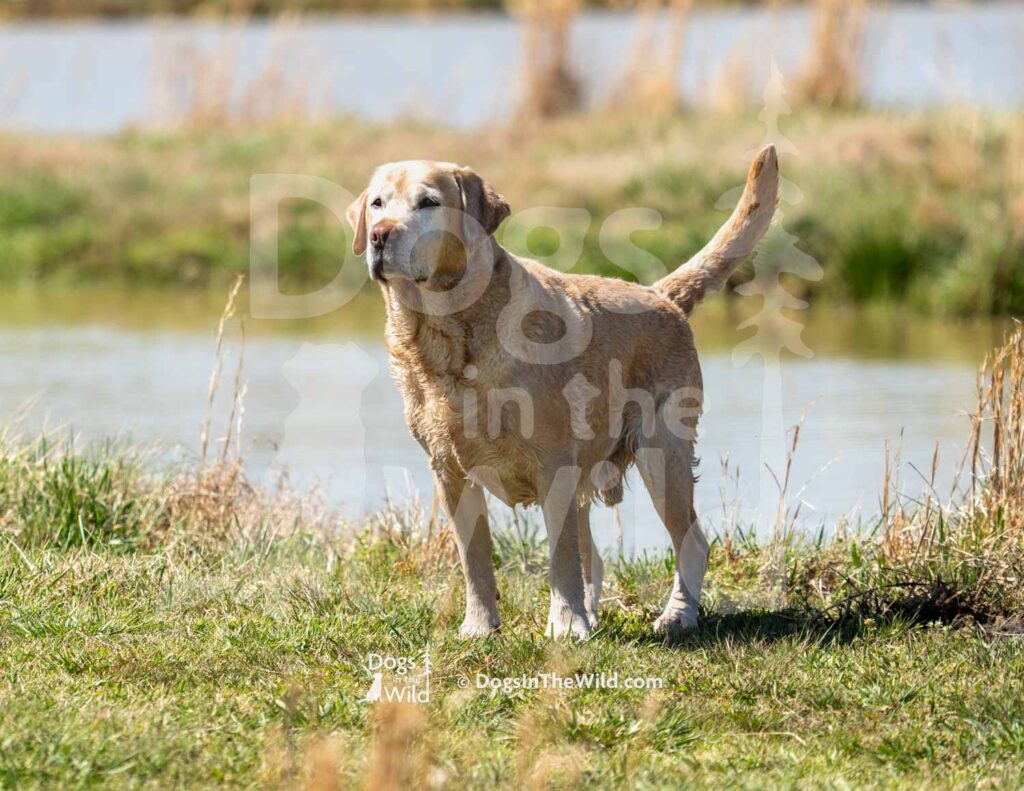 4X4 Labs Double Barreled Shot Husarska Sfora - M27-3-28-26 3 - Ozark Hunting Retriever Assoc
