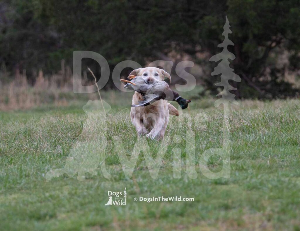 4X4 Labs Double Barreled Shot Husarska Sfora - M27-3-28-26 6 - Ozark Hunting Retriever Assoc