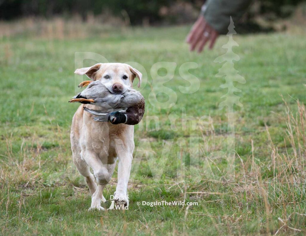 4X4 Labs Double Barreled Shot Husarska Sfora - M27-3-28-26 7 - Ozark Hunting Retriever Assoc
