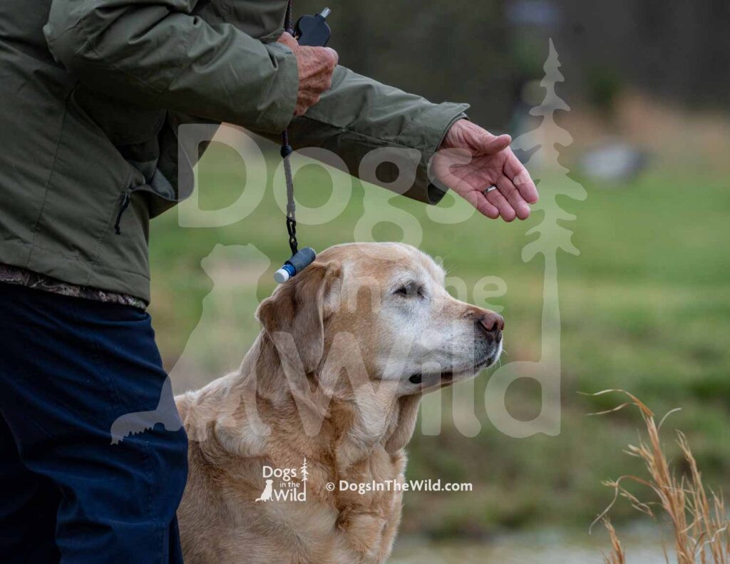 4X4 Labs Double Barreled Shot Husarska Sfora - M27-3-28-26 8 - Ozark Hunting Retriever Assoc