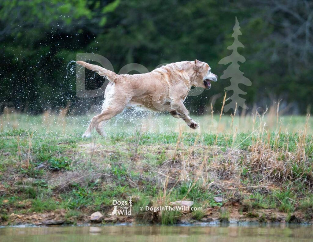 4X4 Labs Double Barreled Shot Husarska Sfora - M27-3-28-26 9 - Ozark Hunting Retriever Assoc
