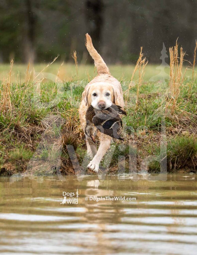 4X4 Labs Double Barreled Shot Husarska Sfora - M27-3-28-26 10 - Ozark Hunting Retriever Assoc