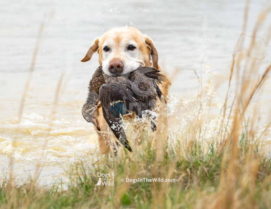 4X4 Labs Double Barreled Shot Husarska Sfora - M27-3-28-26 11 - Ozark Hunting Retriever Assoc