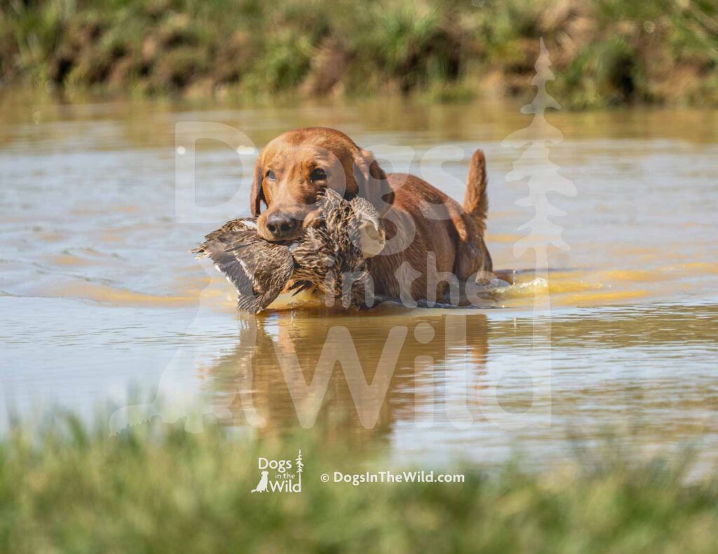 M28-3-28-26 1 – Ozzy