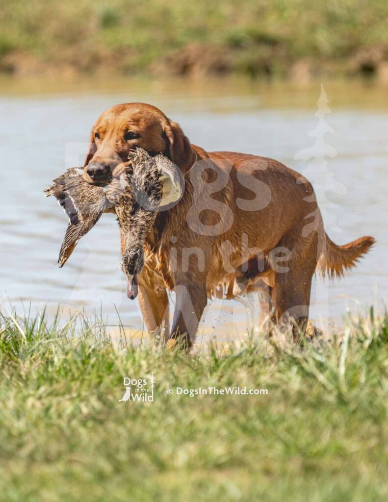 Wolf Den Points on Blazing Red Wizard of Oz - M28-3-28-26 2 -Ozark Hunting Retriever Assoc