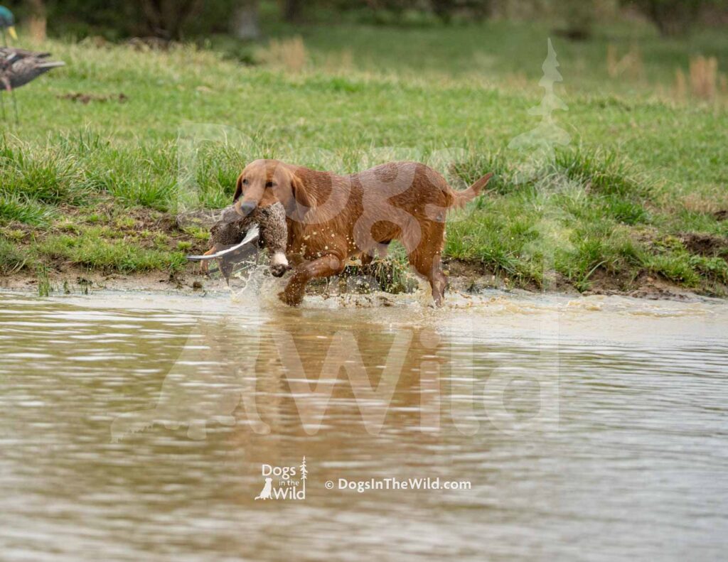M28-3-28-26 6 – Ozzy