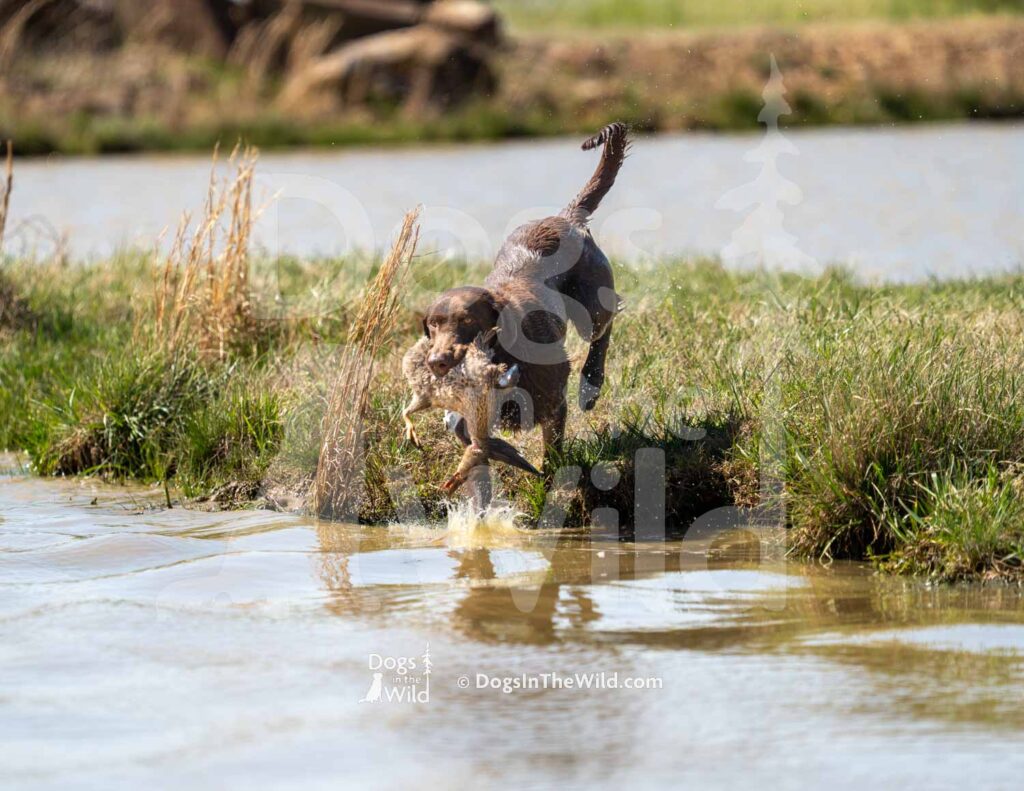 M29-3-28-26 4 – Echo