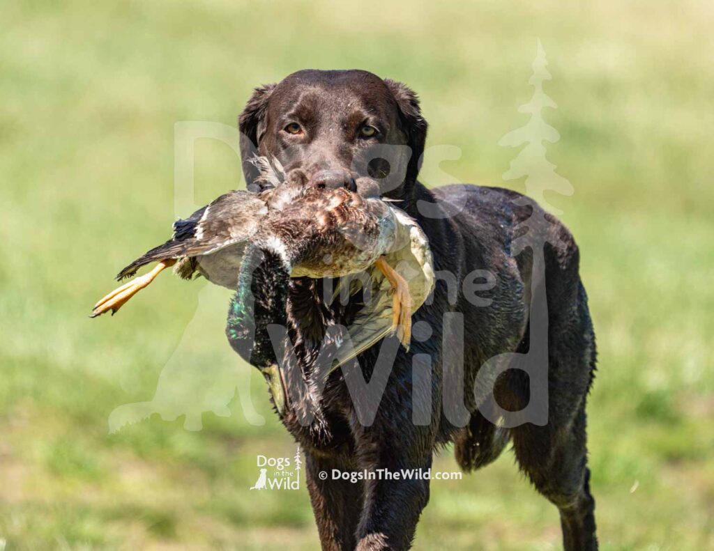 Butlers Burning Hot Ember - M30-3-28-26 2 - Ozark Hunting Retriever Assoc