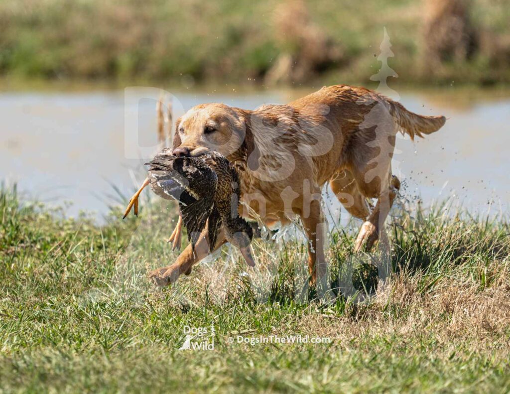 M31-3-28-26 2 – Ethel