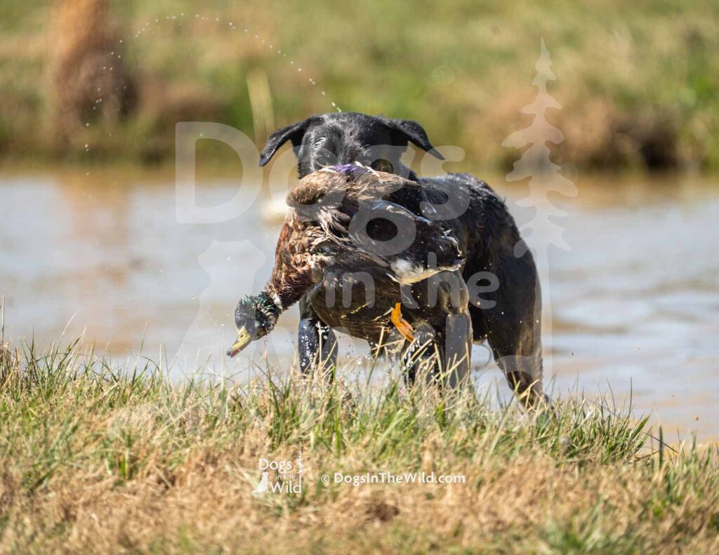 M32-3-28-26 2 – Thor