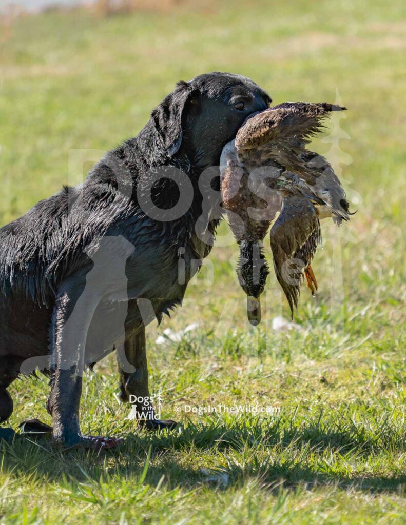 M32-3-28-26 3 – Thor