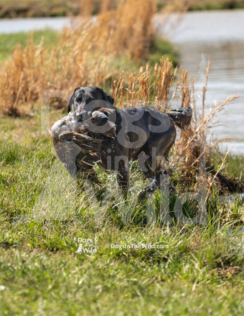 Steinours Droppin the Hammer - M32-3-28-26 5 - Ozark Hunting Retriever Assoc