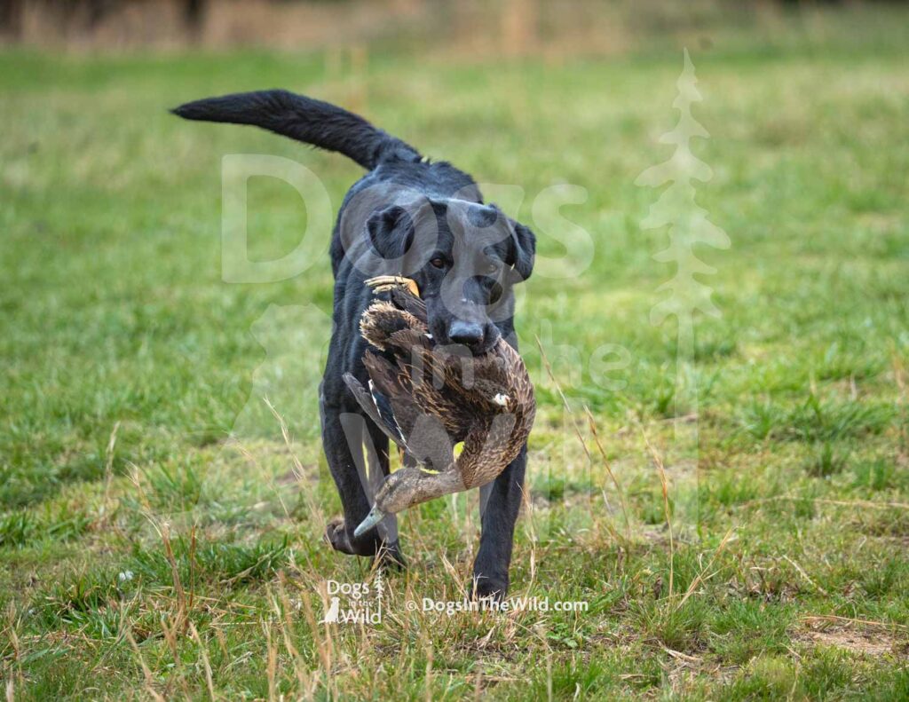 M32-3-28-26 6 – Thor