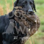 M32-3-28-26 7 – Thor