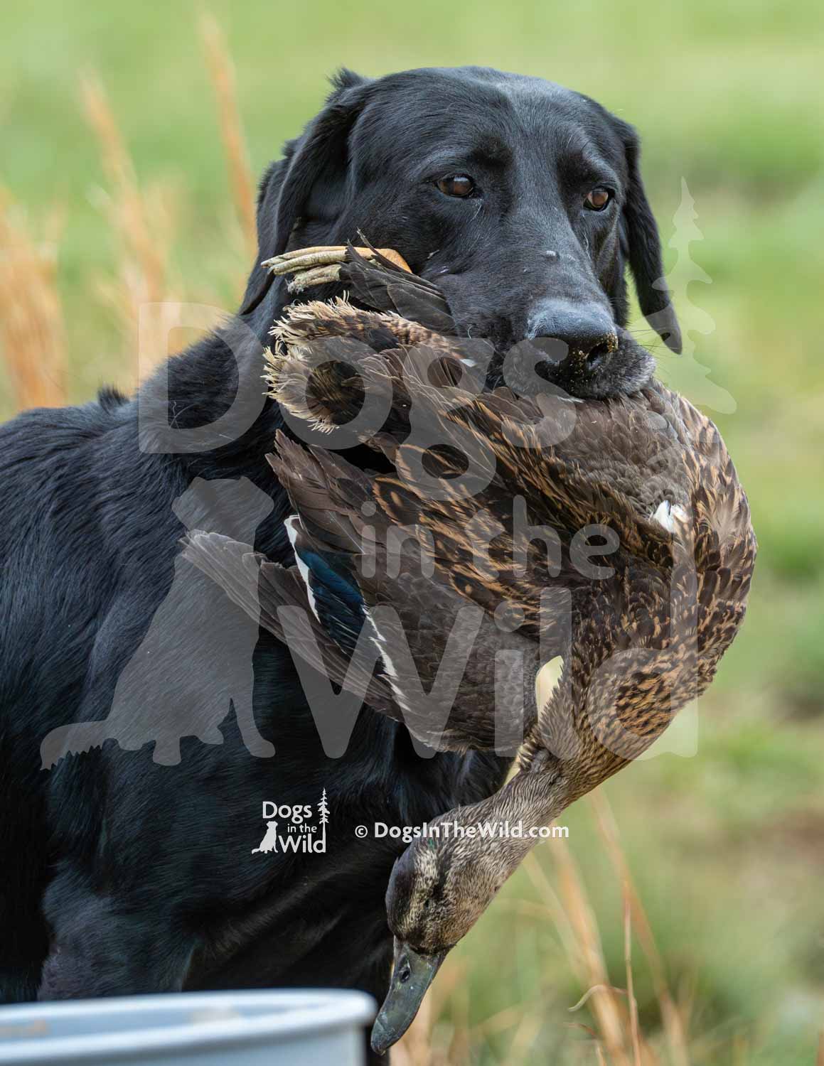 32 – HR Steinours Droppin the Hammer MH