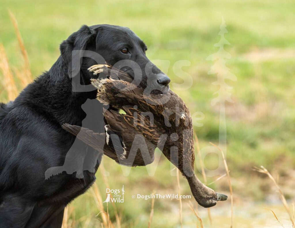 M32-3-28-26 8 – Thor