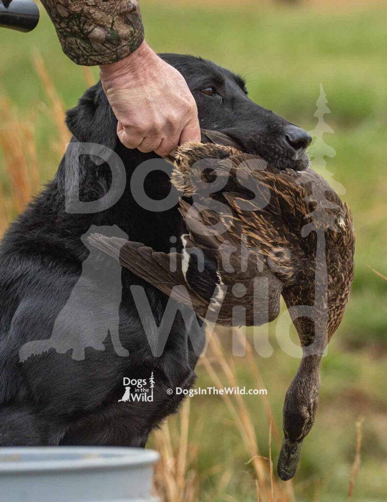 M32-3-28-26 9 – Thor