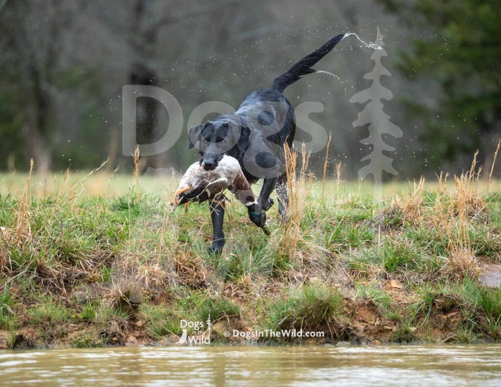 Steinours Droppin the Hammer - M32-3-28-26 10 - Ozark Hunting Retriever Assoc