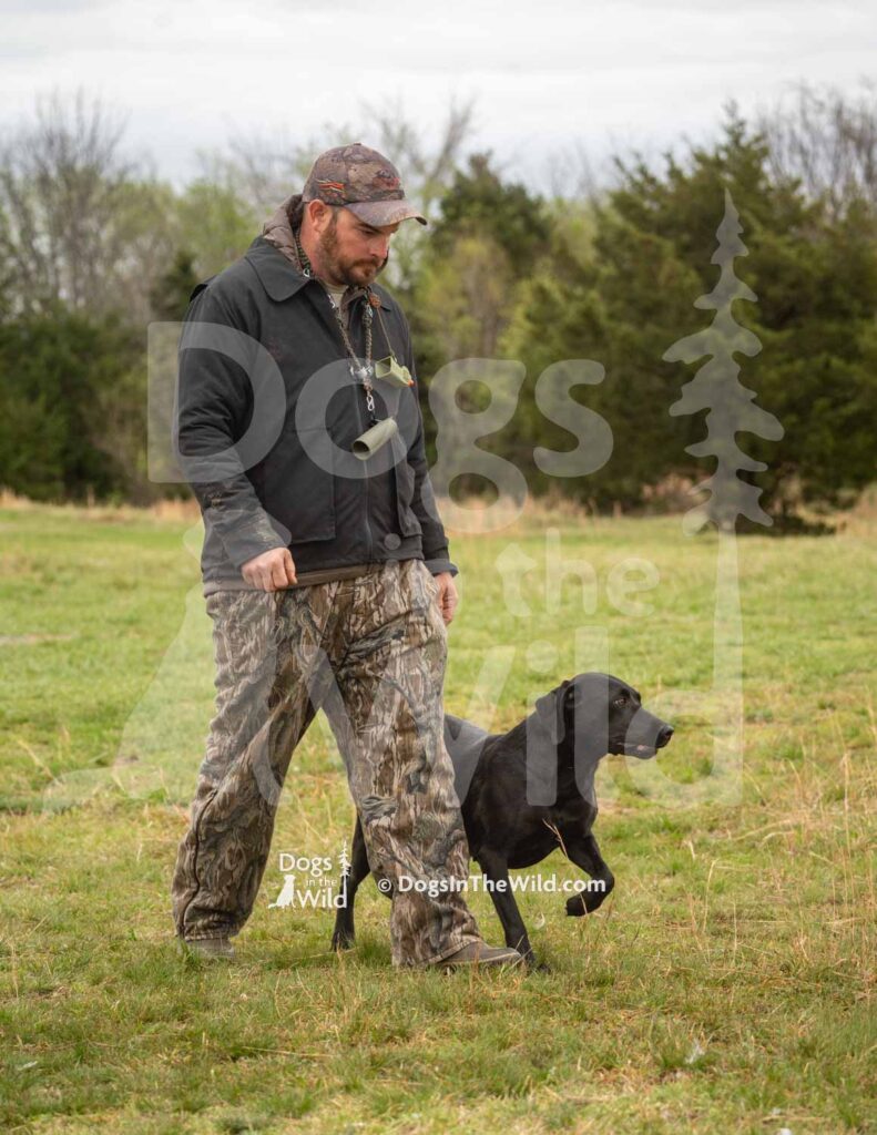 Money Marks Onyx Magic Ellie - M34-3-28-26 2 - Ozark Hunting Retriever Assoc