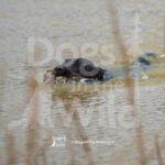 M34-3-28-26 5 – Ellie