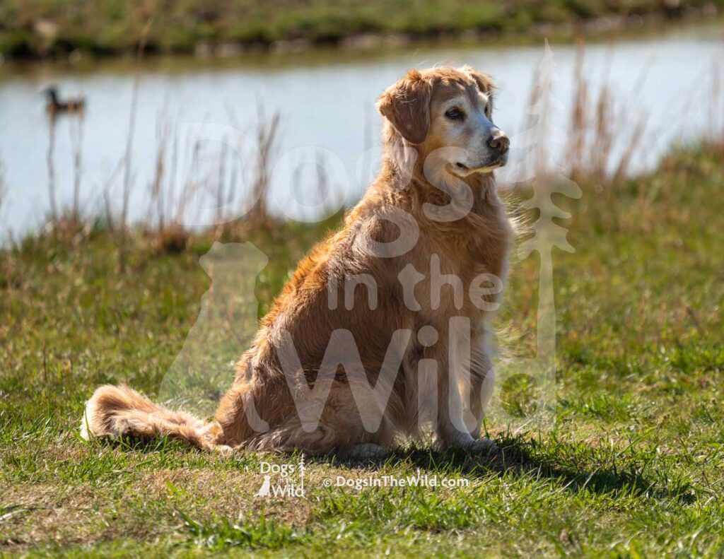 Malagold Solitaire 8 Days A Week - M35-3-28-26 3 - Ozark Hunting Retriever Assoc