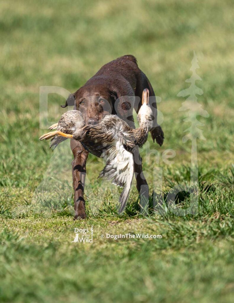 HRCH LSK’s Love you to the Moon - M36-3-28-26 4 - Ozark Hunting Retriever Assoc