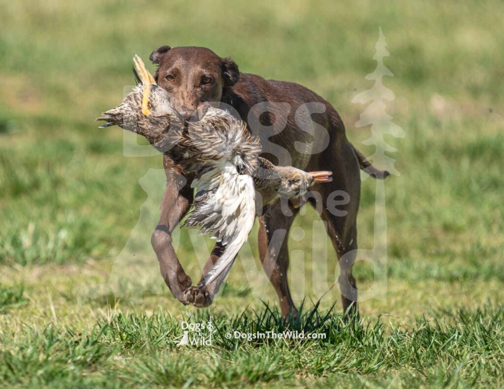 HRCH LSK’s Love you to the Moon - M36-3-28-26 5 - Ozark Hunting Retriever Assoc